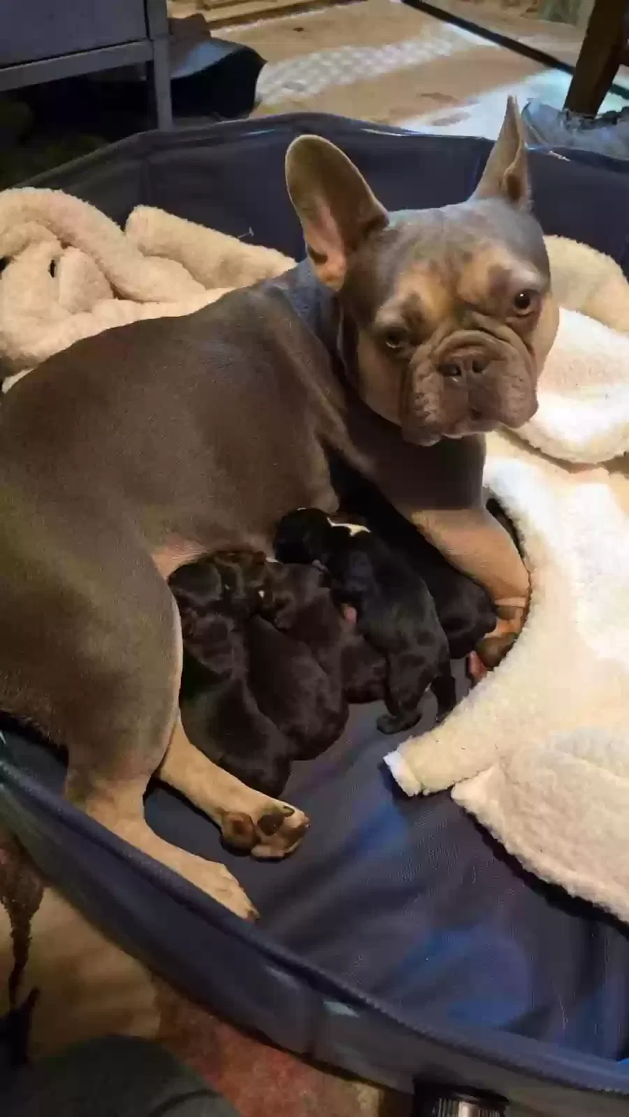 Lost dog in Norwalk, CA, 90650