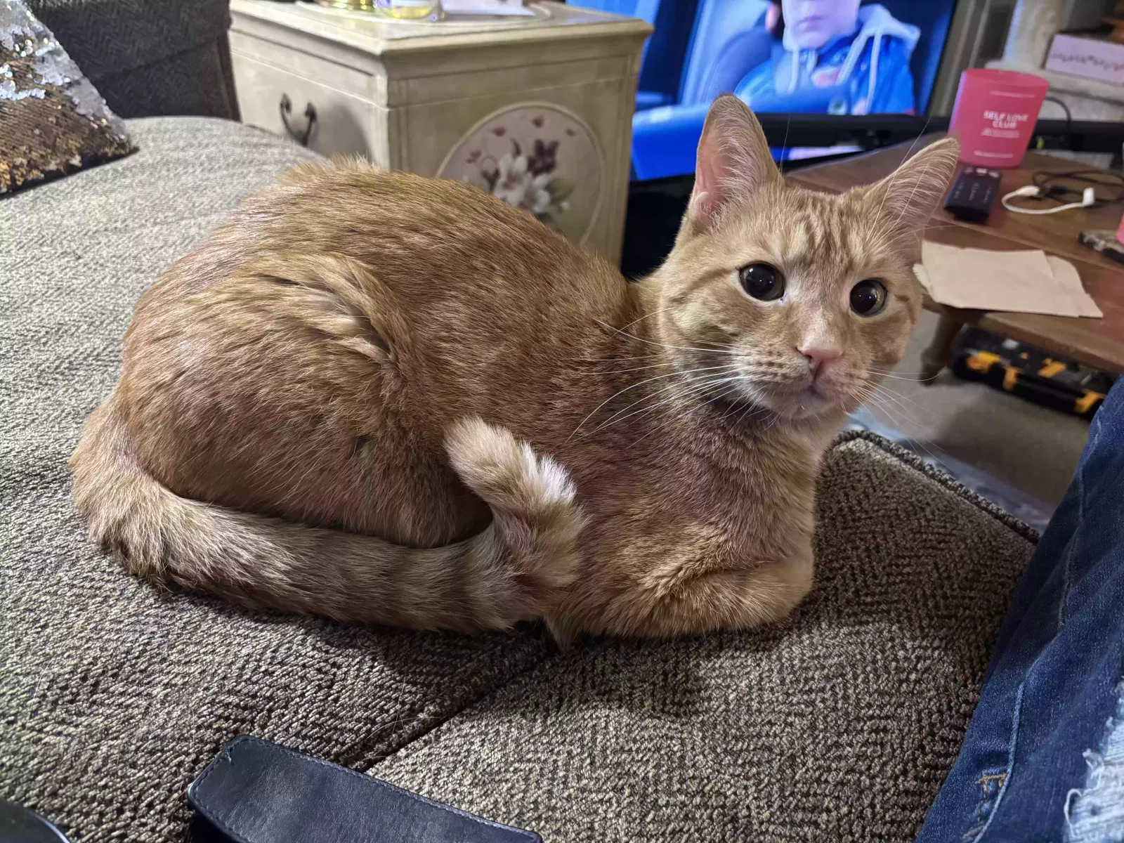Lost cat in Kansas City, MO, 64118
