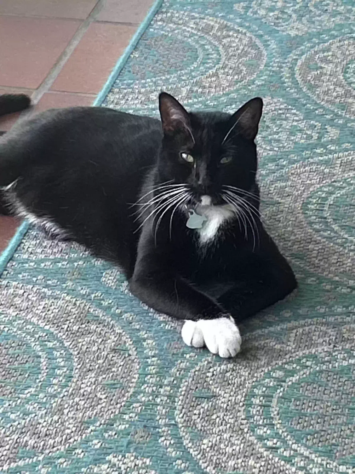 Lost cat in Longwood, FL, 32750