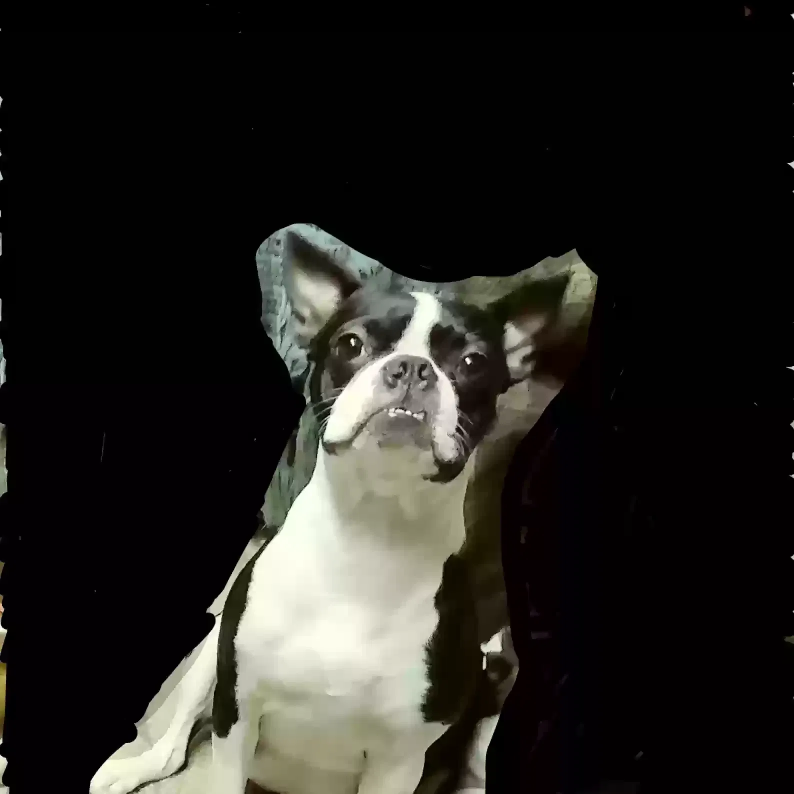 Lost dog in Arlington, TX, 76014