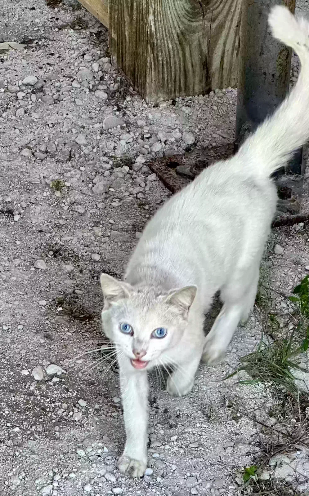 Found cat in North Fort Myers, FL, 33917