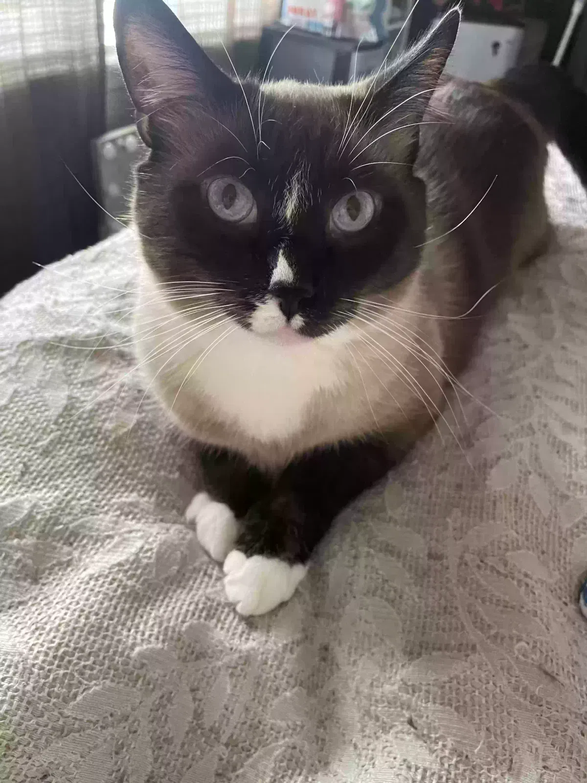 Lost cat in Louisville, KY, 40228