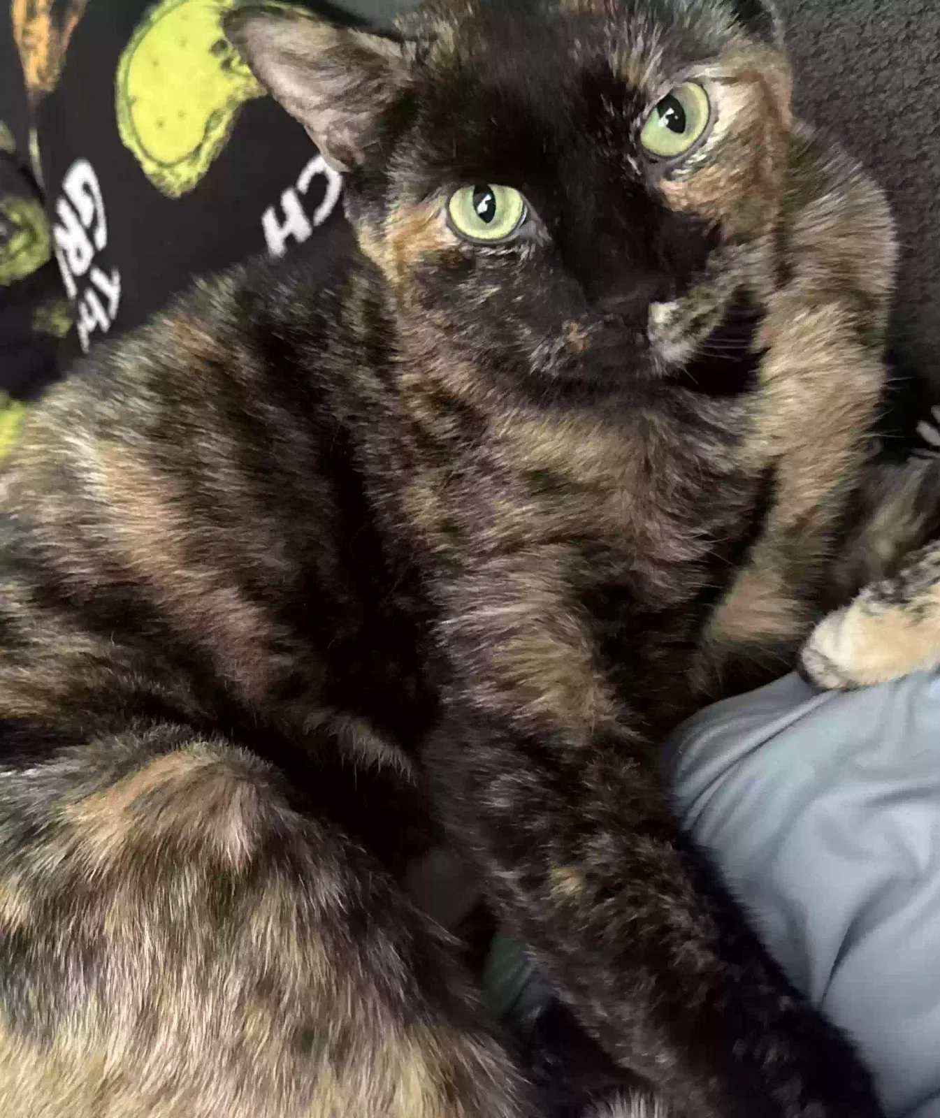 Lost cat in Johnstown, CO, 80534