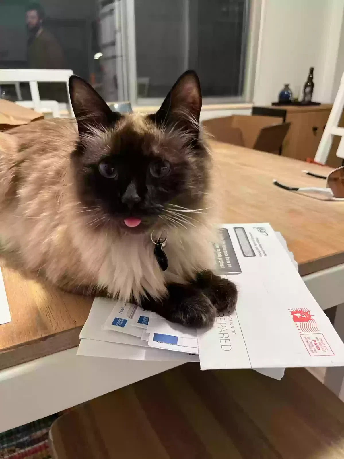 Lost cat in Salt Lake City, UT, 84106