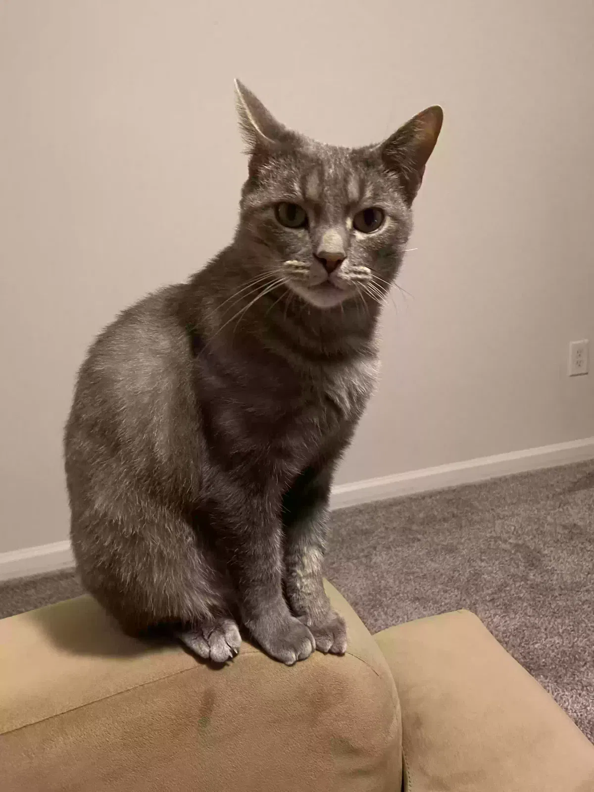 Lost cat in Easley, SC, 29640