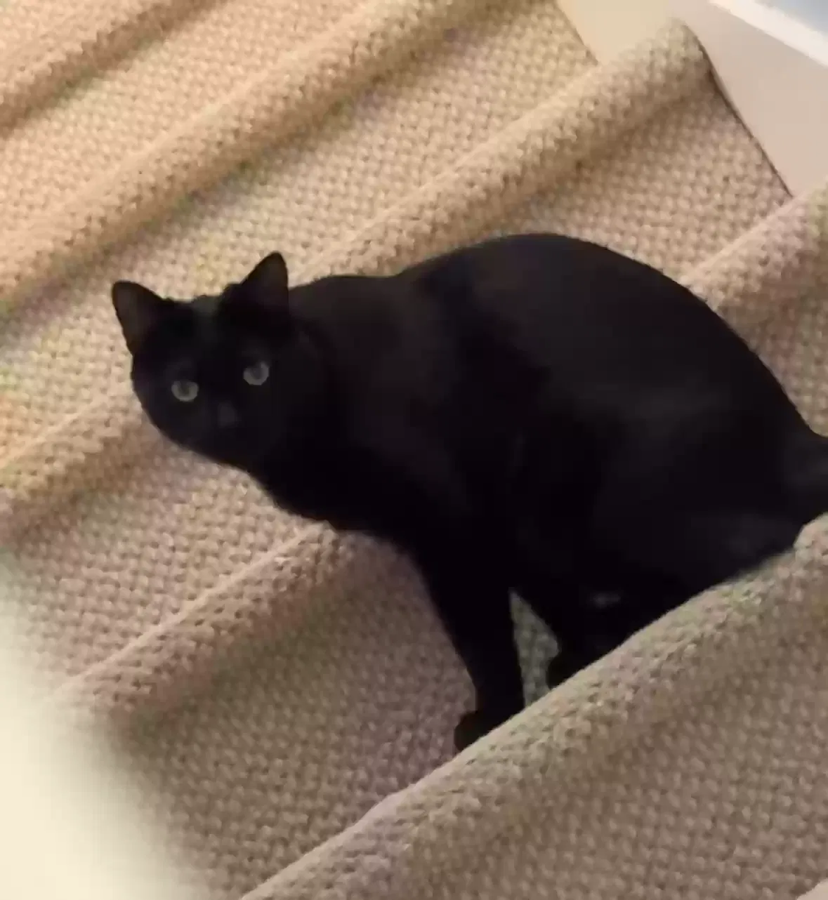 Lost cat in Rockmart, GA, 30153
