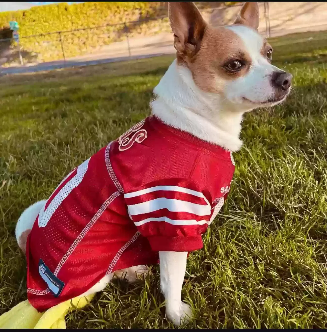Lost dog in San Jose, CA, 95110