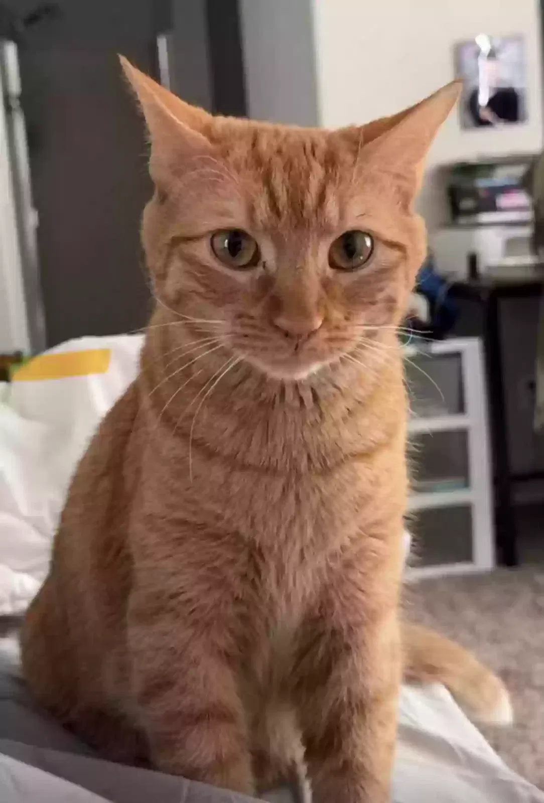Lost cat in San Tan Valley, AZ, 85140