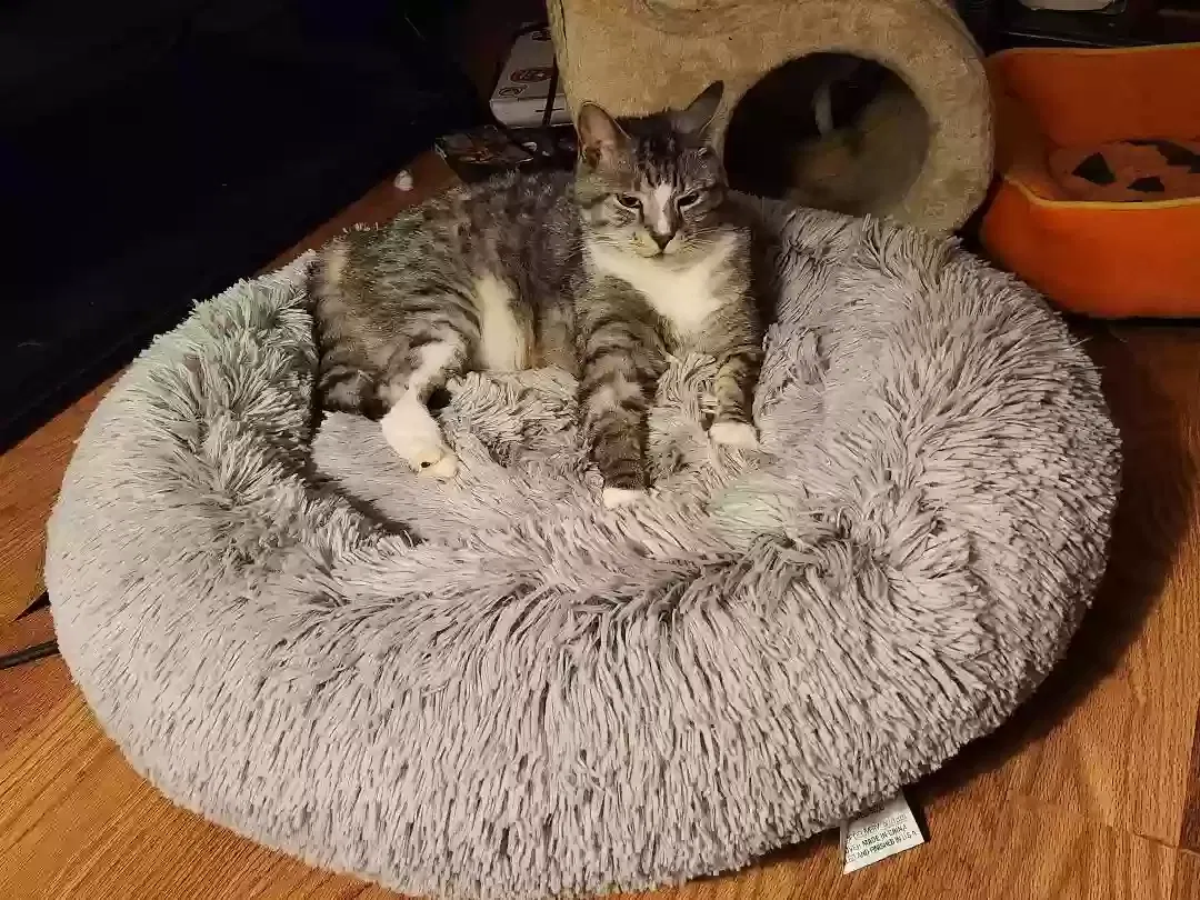 Lost cat in Louisville, KY, 40245