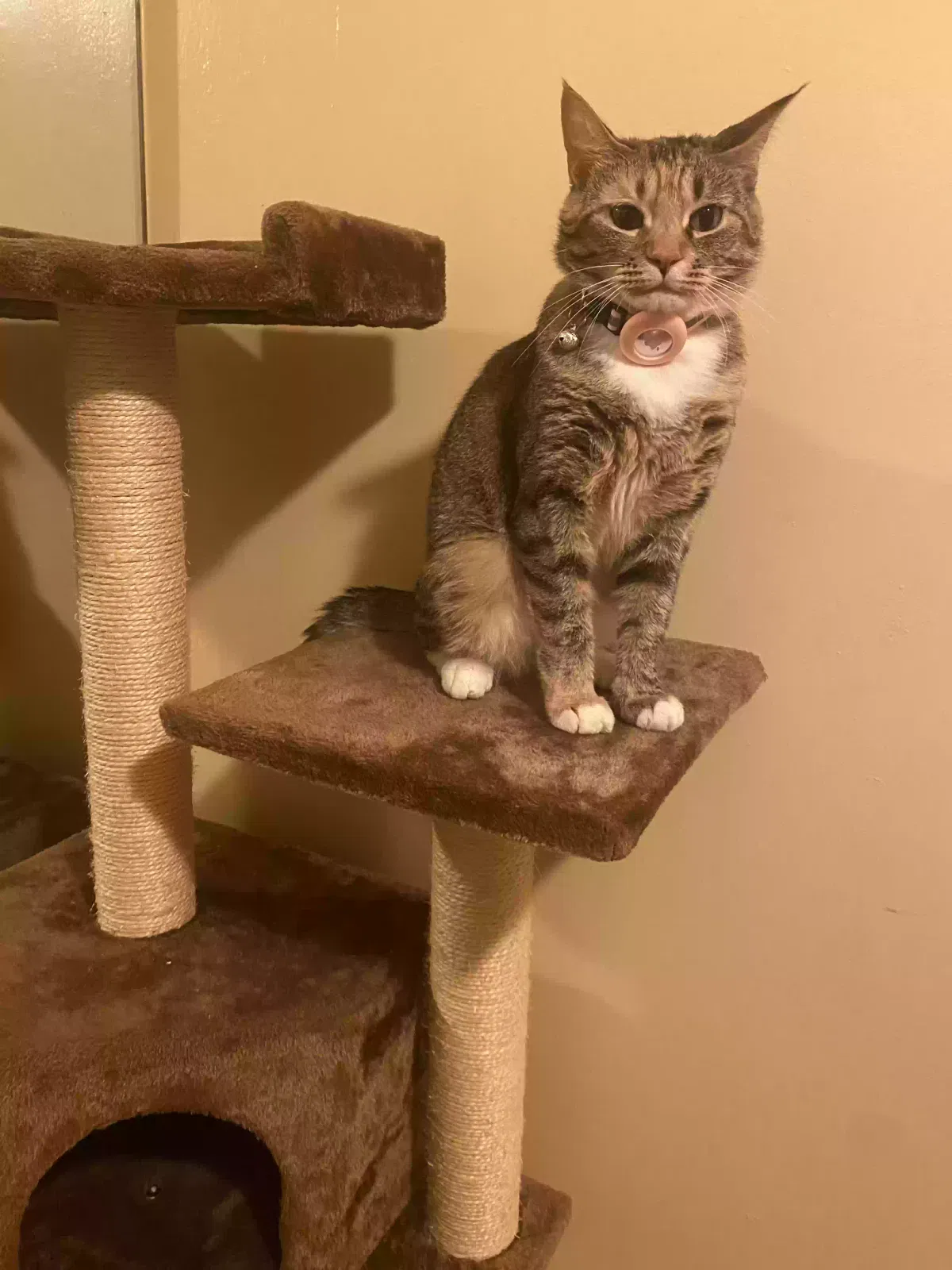 Lost cat in Elkins Park, PA, 19027