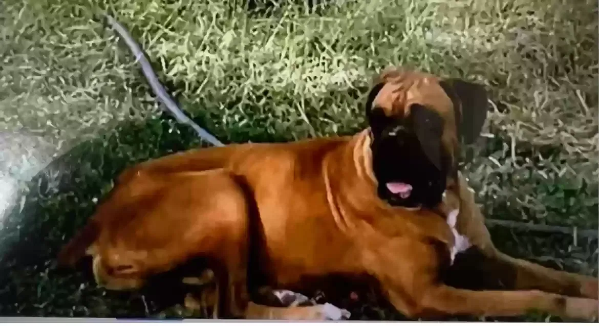 Lost dog in Edinburg, TX, 78542