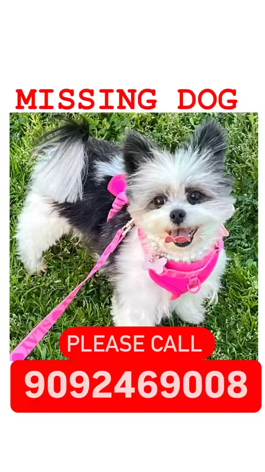Lost dog in San Bernardino, CA, 92408