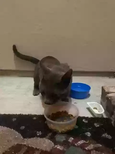 Found cat in Broussard, LA, 70518
