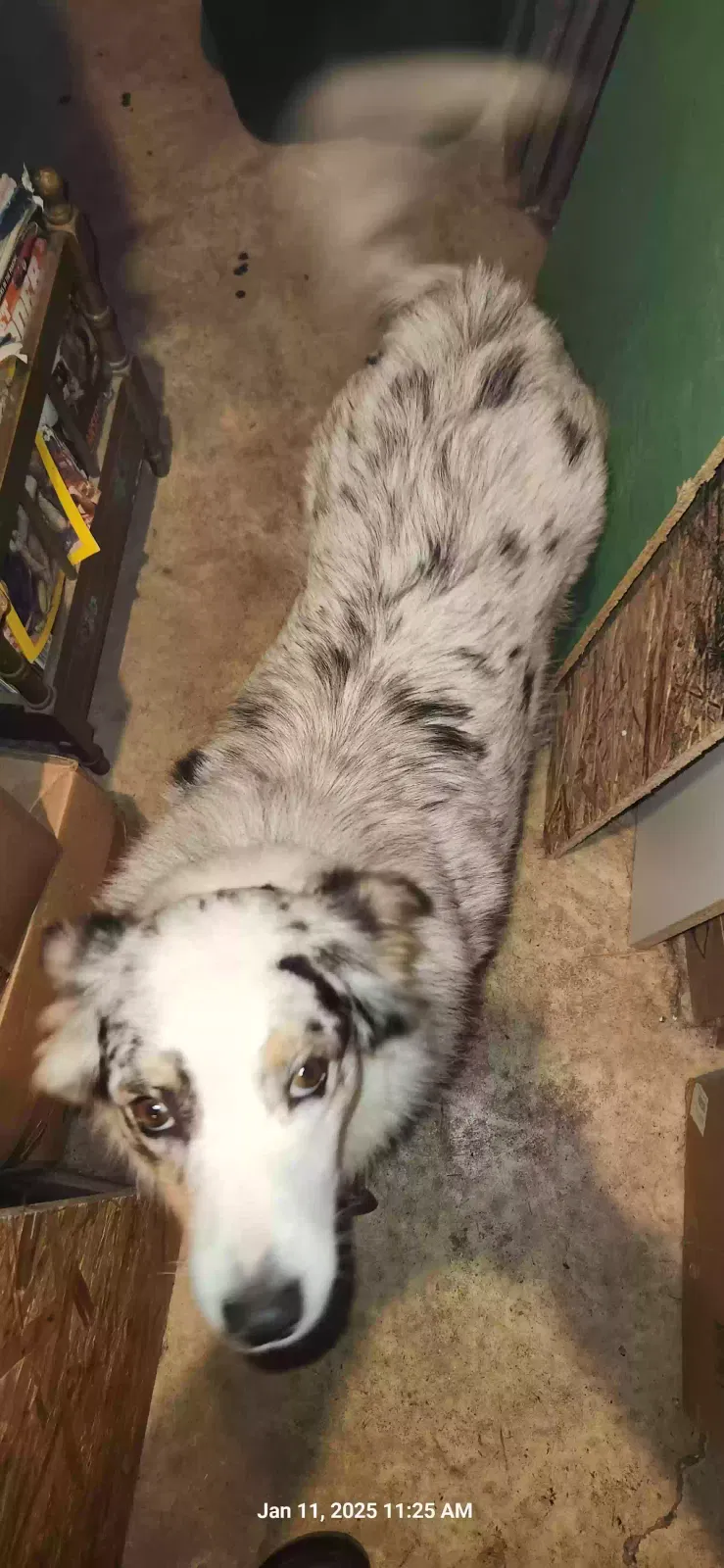 Lost dog in Kingston, GA, 30145