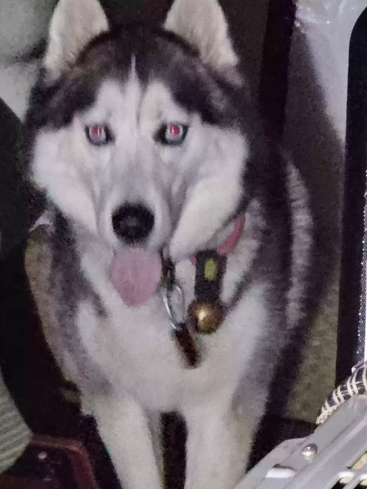 Lost dog in Edmond, OK, 73003
