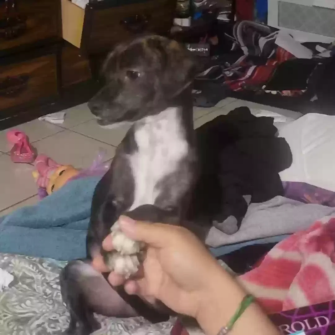Lost dog in Adelanto, CA, 92301