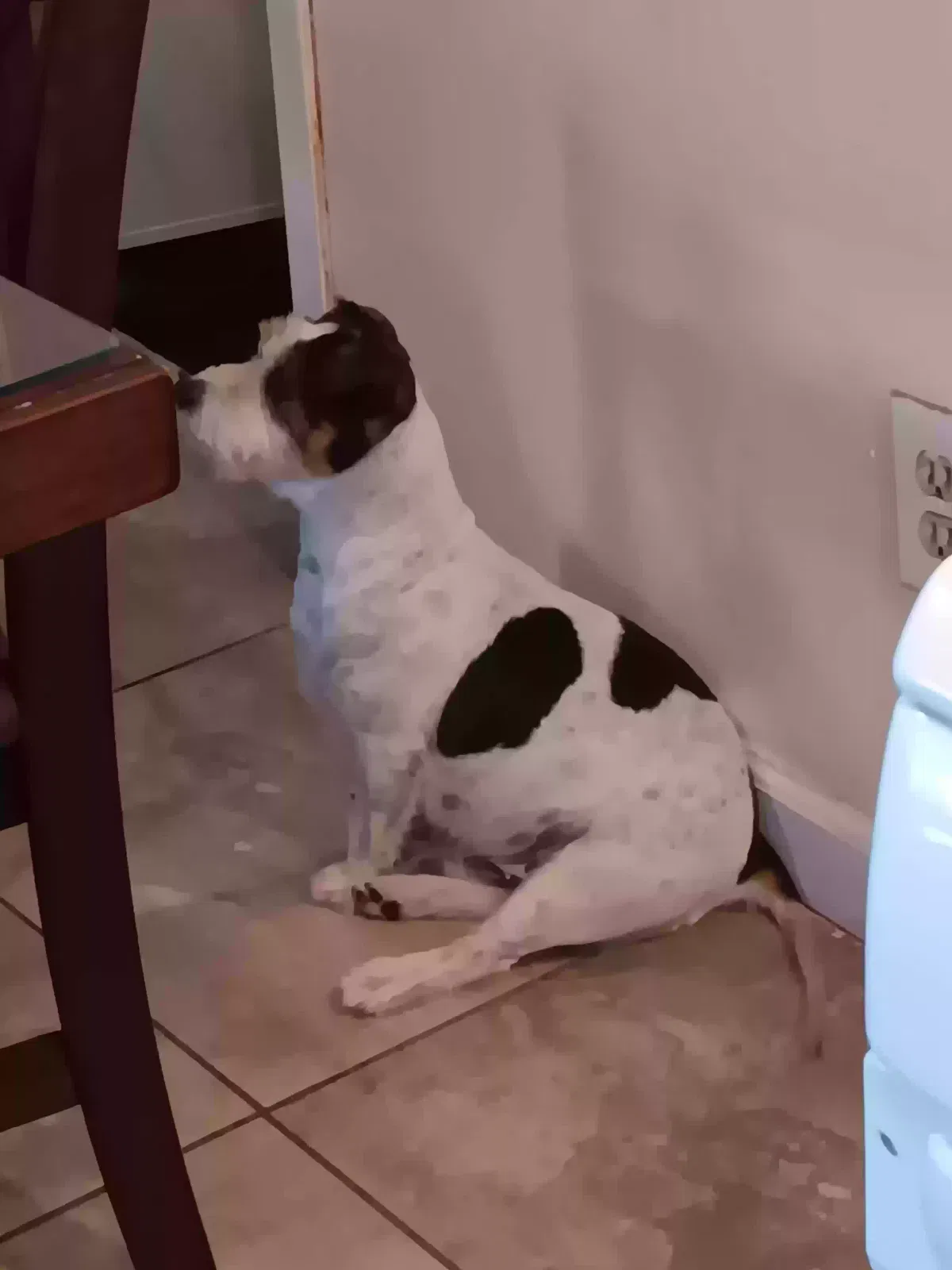 Lost dog in South El Monte, CA, 91733