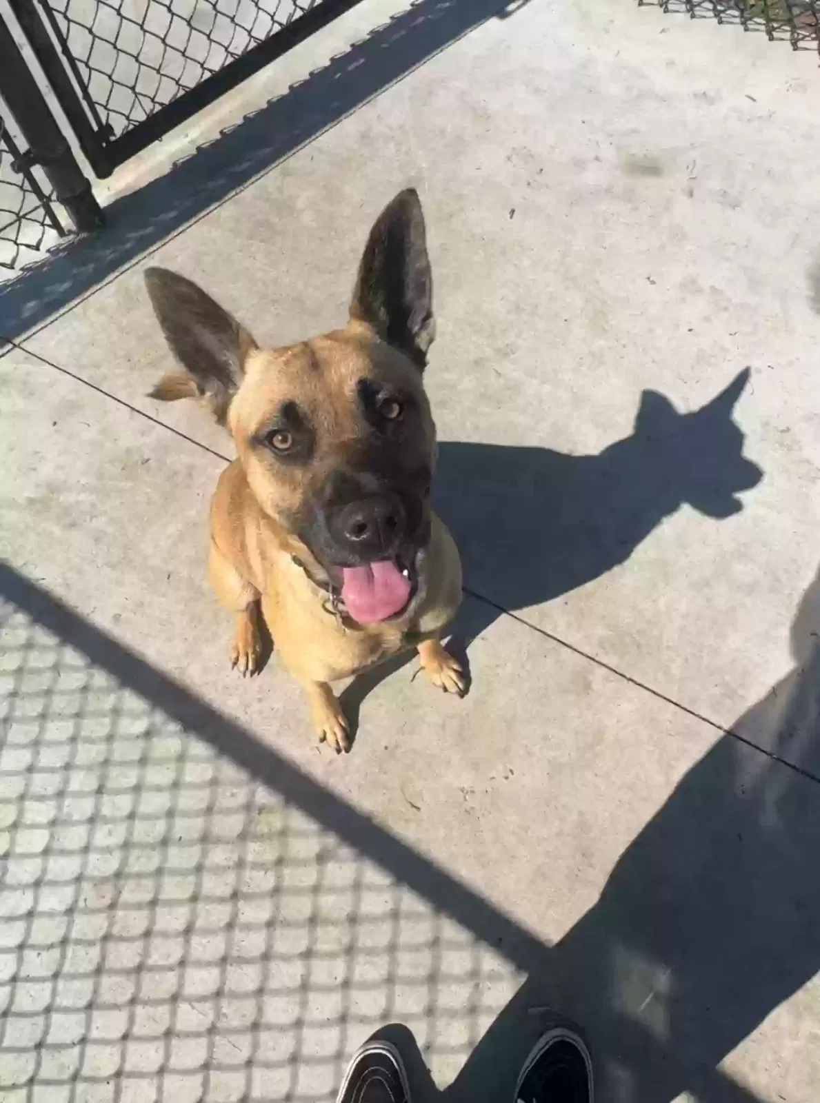 Lost dog in San Diego, CA, 92110