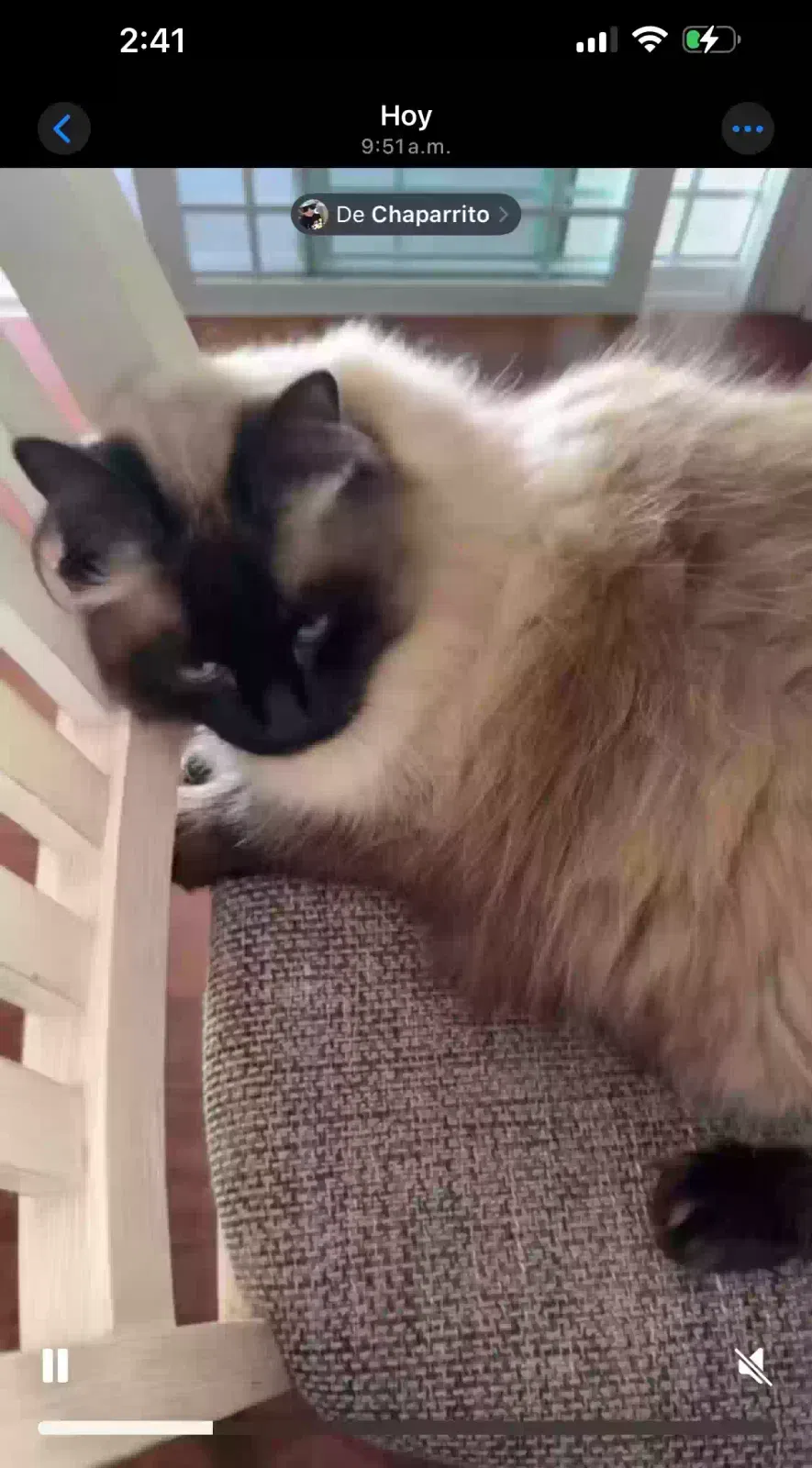 Lost cat in Escondido, CA, 92027