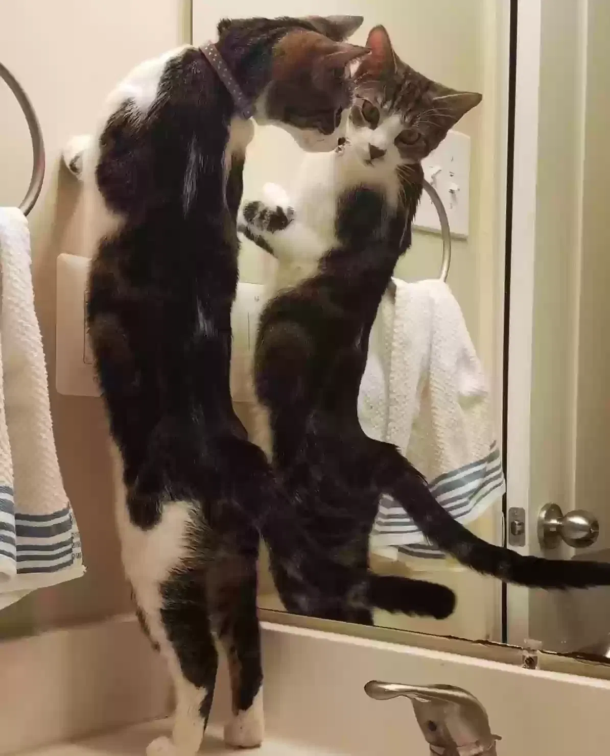 Lost cat in Titusville, FL, 32796