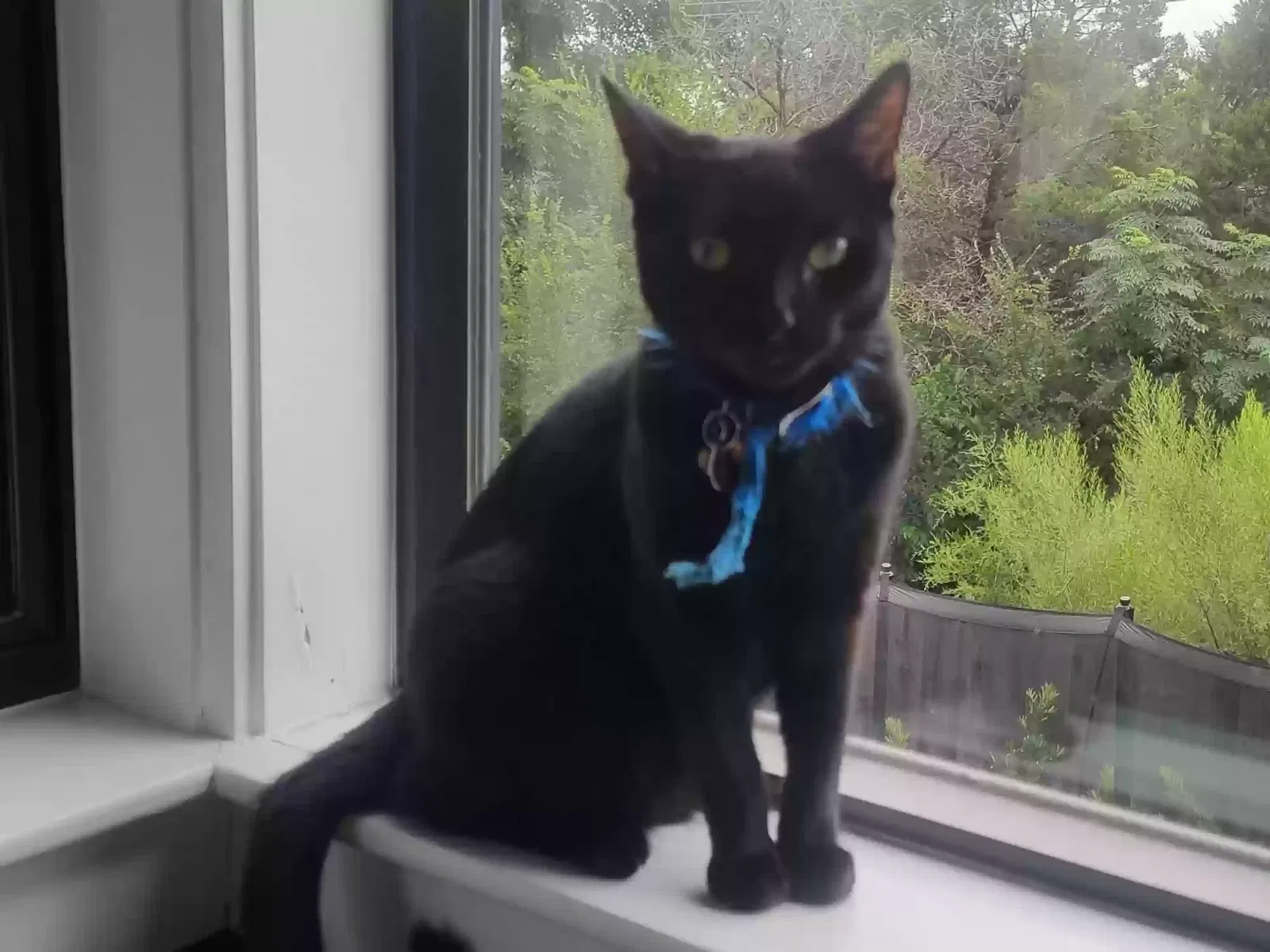 Lost cat in Austin, TX, 78746