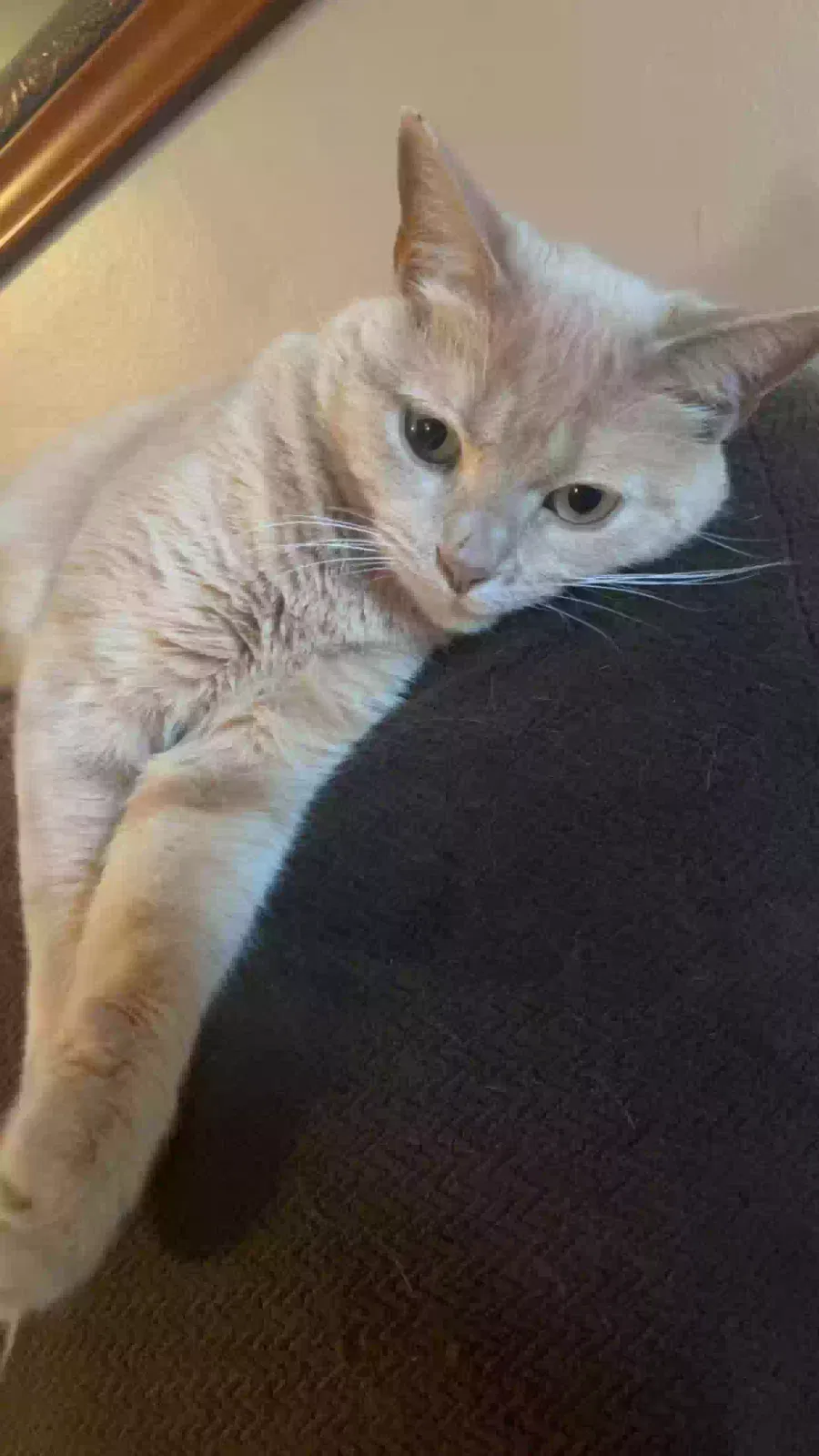 Lost cat in Cleveland, OH, 44134