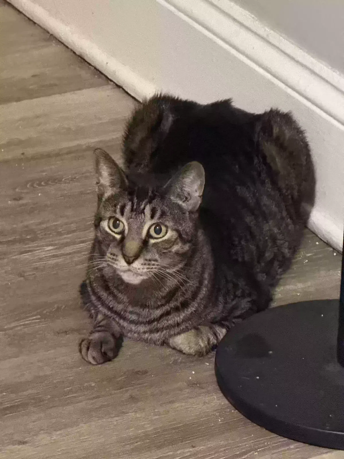 Lost cat in Hartford, CT, 6105