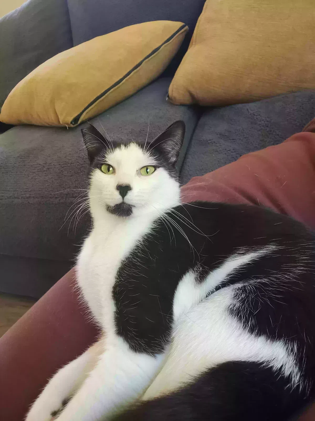 Lost cat in Chehalis, WA, 98532