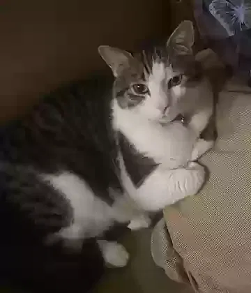Lost cat in Duluth, GA, 30097