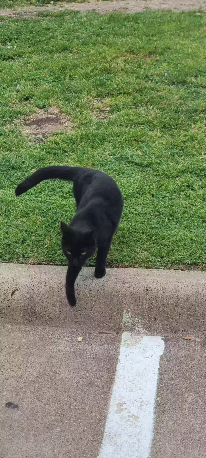 Found cat in Dallas, TX, 75238