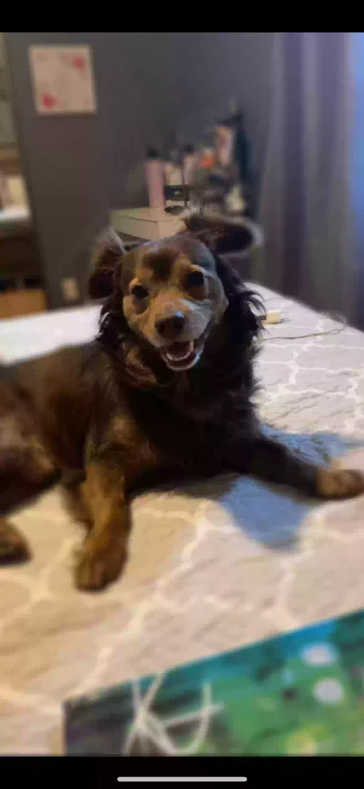 Lost dog in Los Angeles, CA, 90044