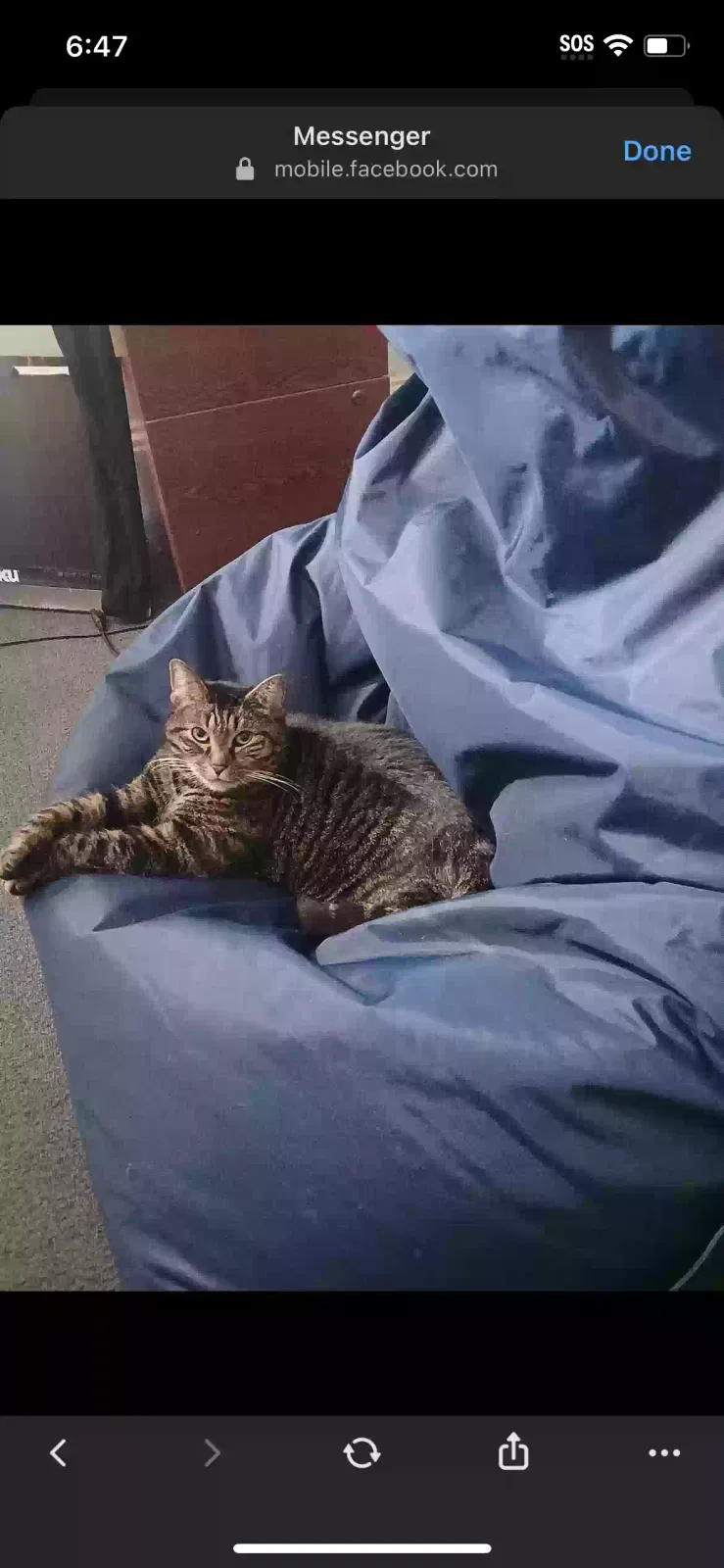Lost cat in Scranton, PA, 18504
