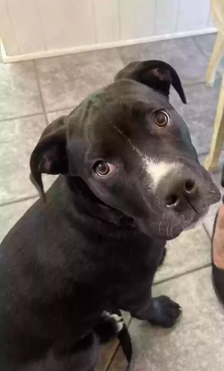 Lost dog in Fountain Valley, CA, 92708