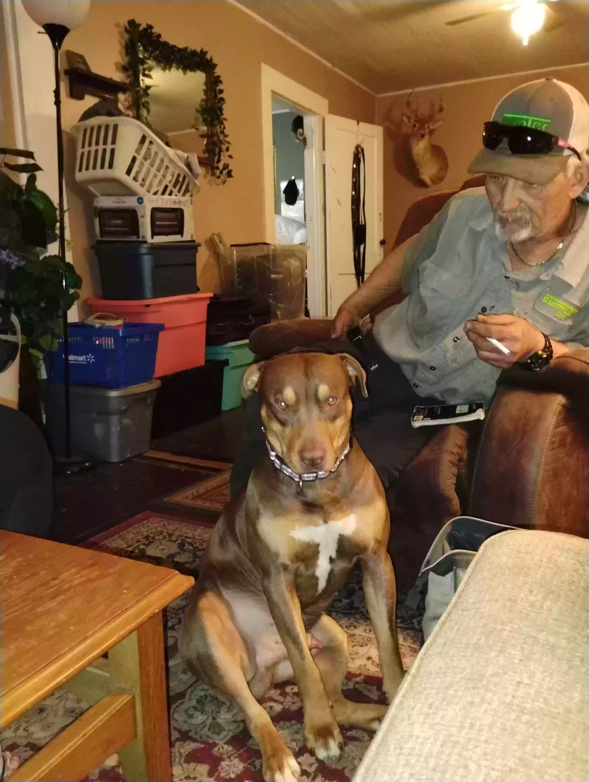 Lost dog in Leslie, GA, 31764