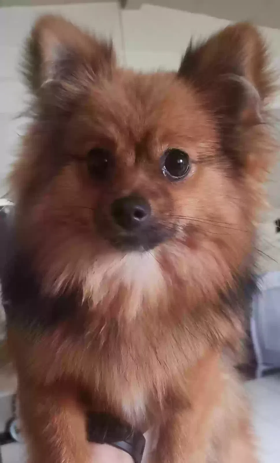 Lost dog in Boise, ID, 83704