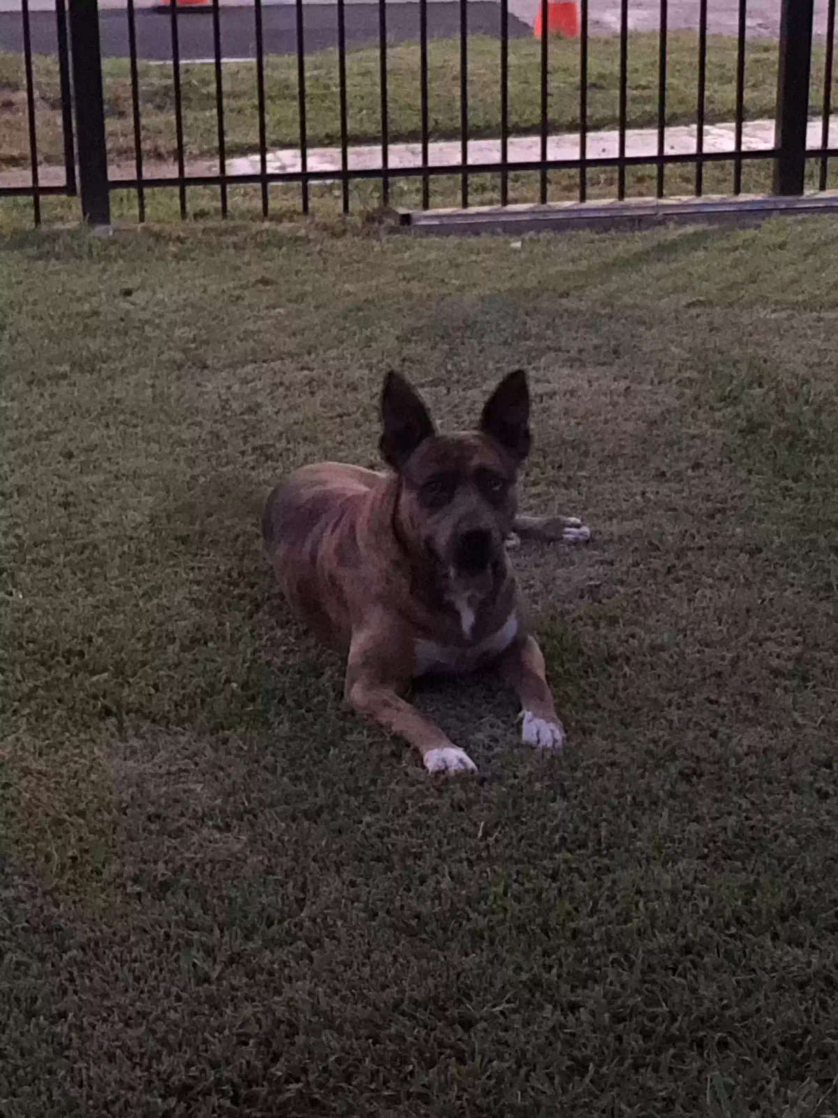 Lost dog in Houston, TX, 77017