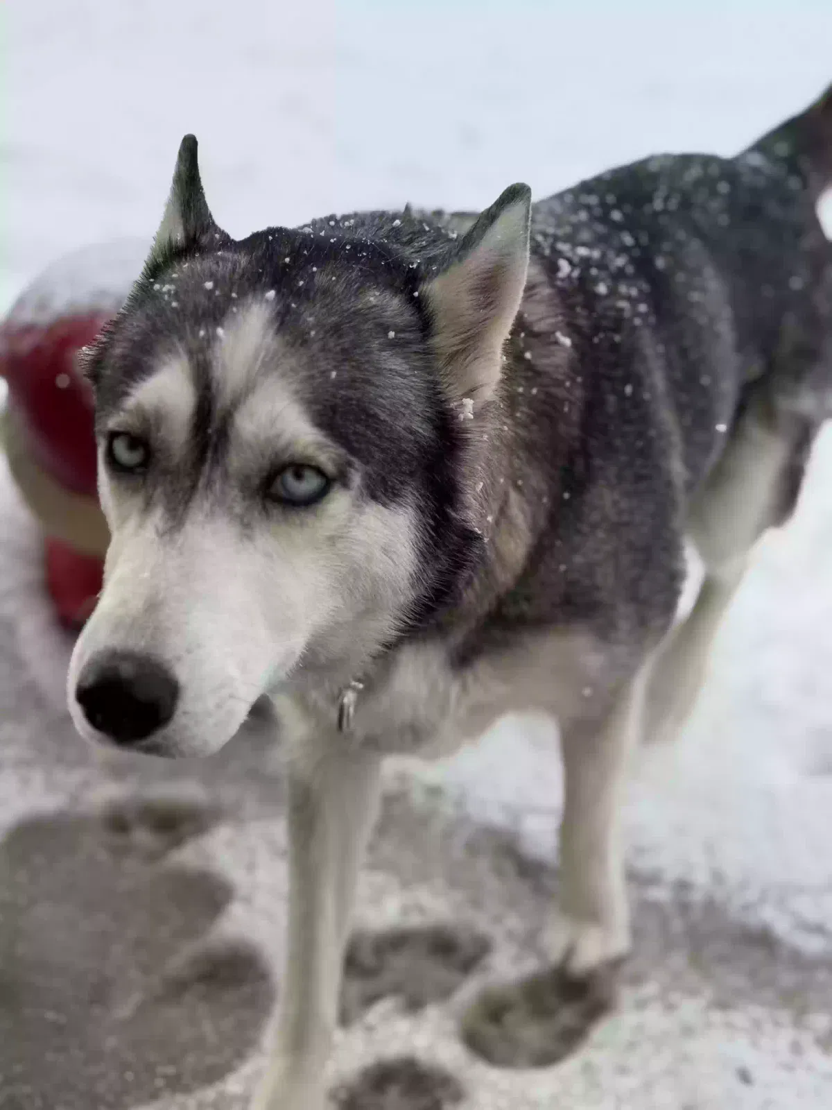 Lost dog in Tehachapi, CA, 93561
