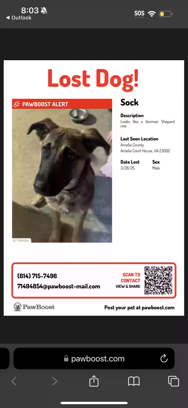 Lost dog in Amelia Court House, VA, 23002