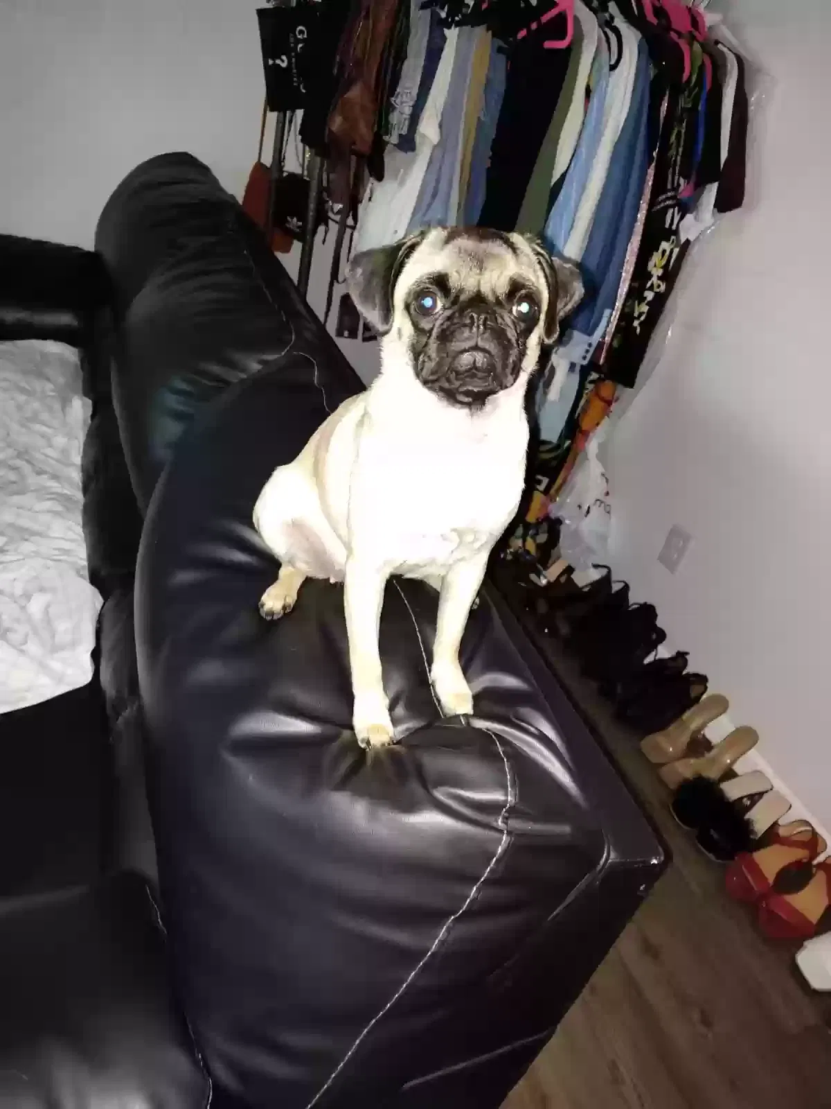 Lost dog in Salem, OR, 97306