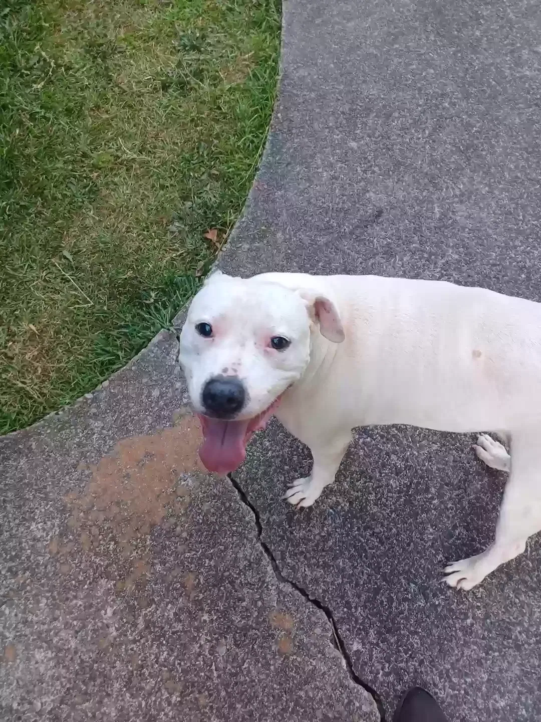 Lost dog in Marietta, GA, 30064