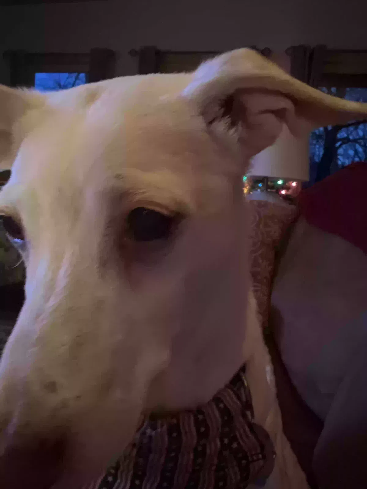 Lost dog in Sylva, NC, 28779