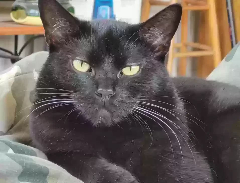 Lost cat in Davidson, NC, 28036