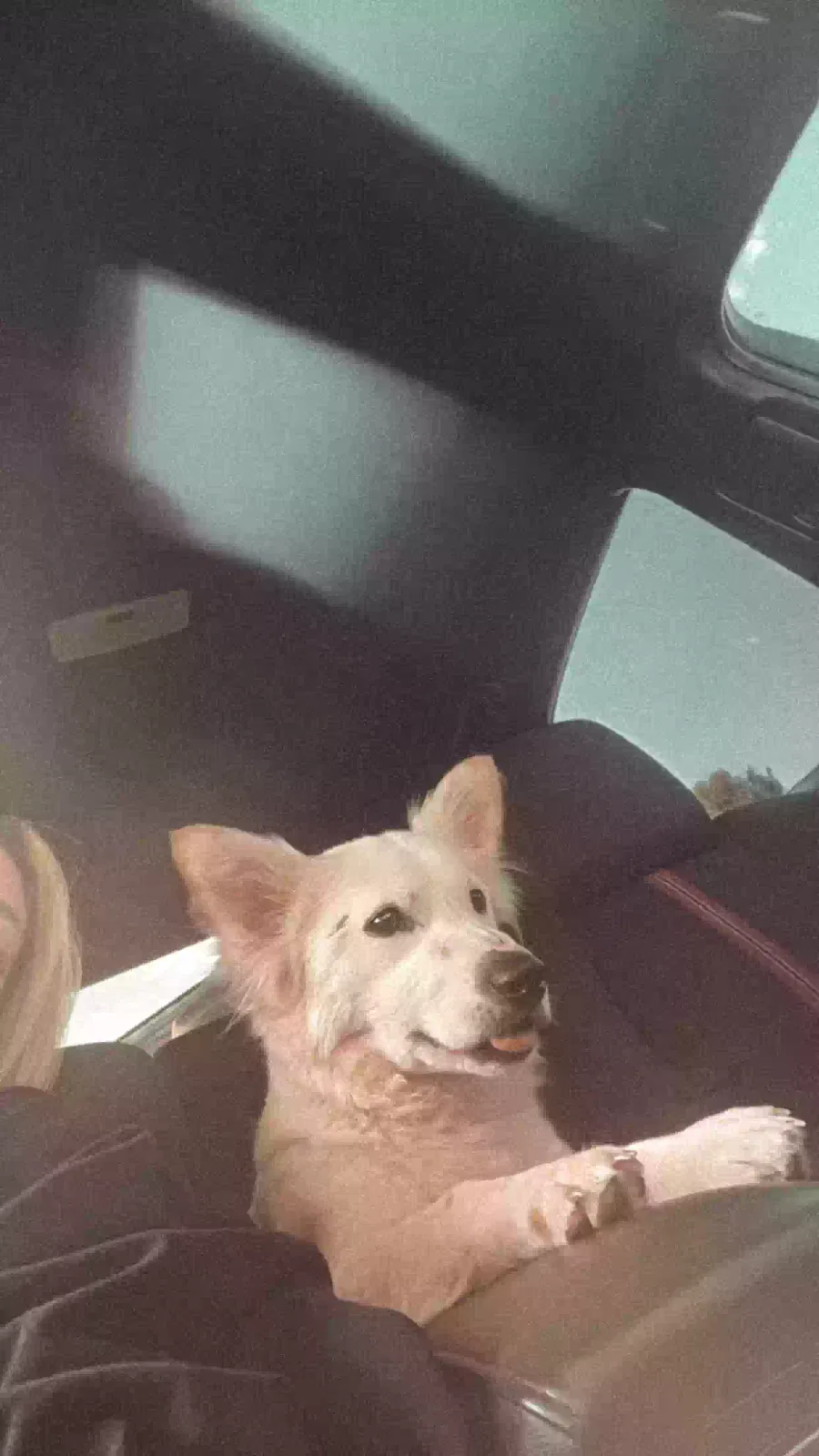 Lost dog in Mustang, OK, 73064