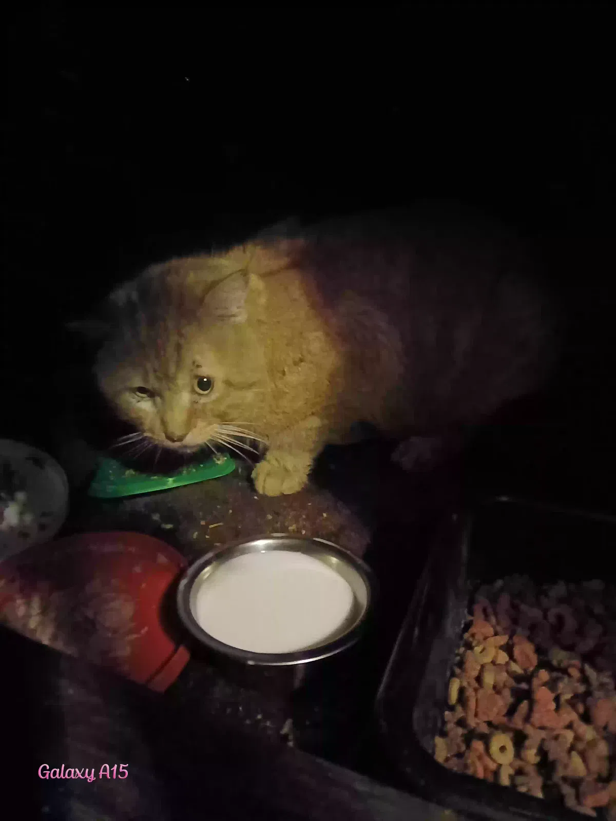 Found cat in Willard, MO, 65781