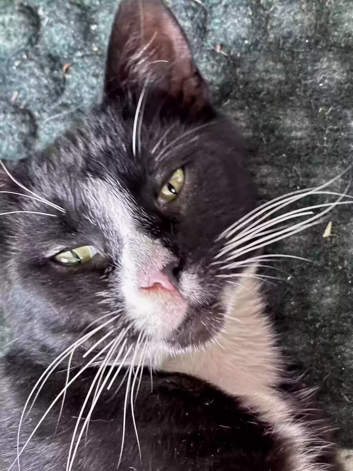 Lost cat in Kempton, PA, 19529