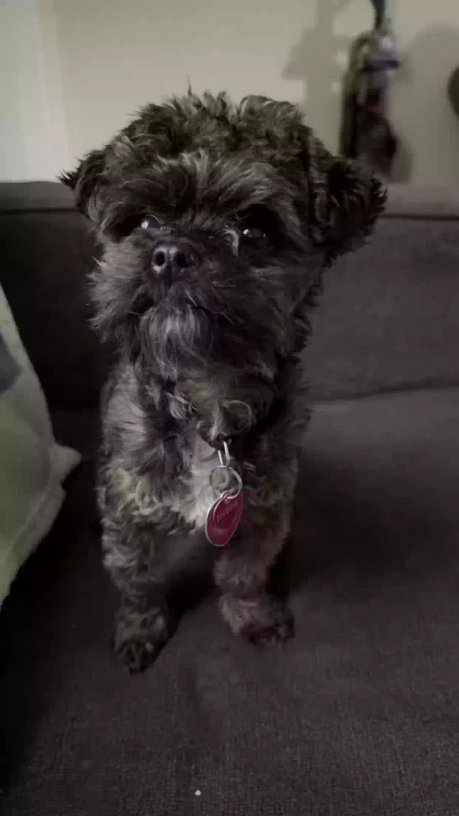 Lost dog in Killeen, TX, 76549
