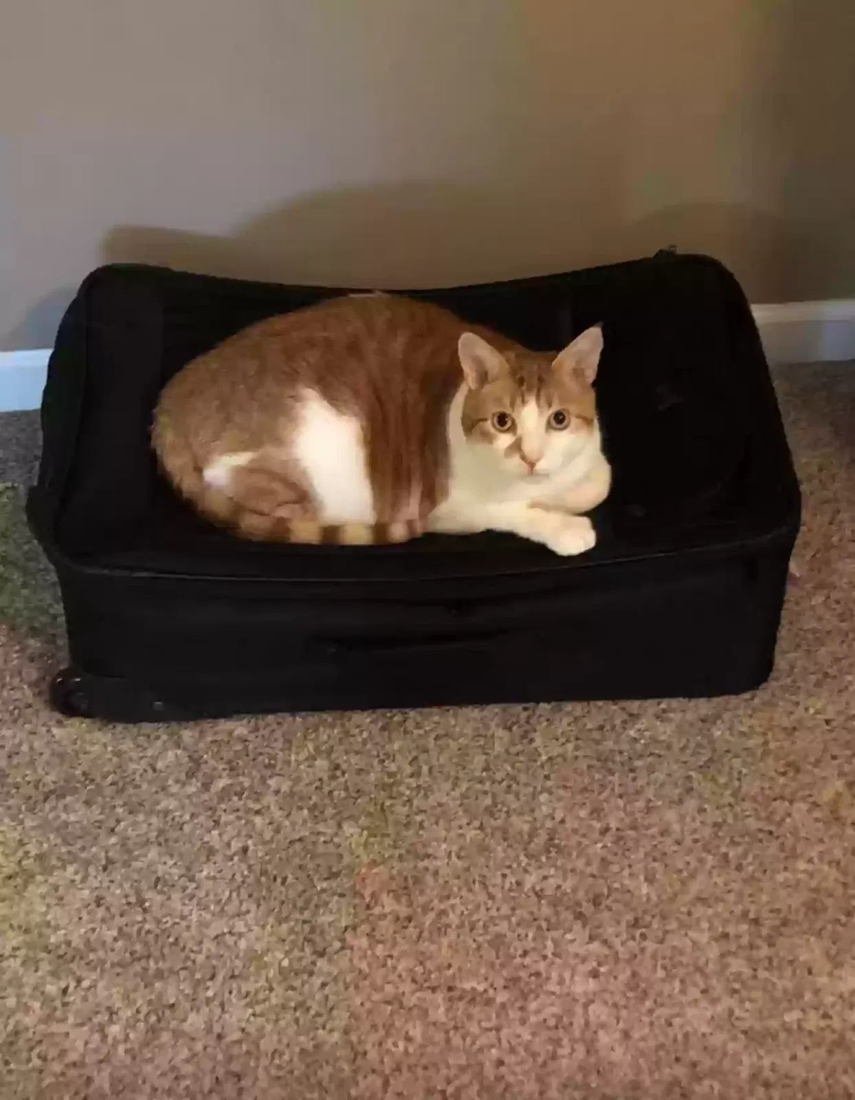 Lost cat in Middletown, OH, 45044