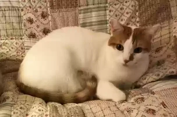 Lost cat in Winter Park, FL, 32789