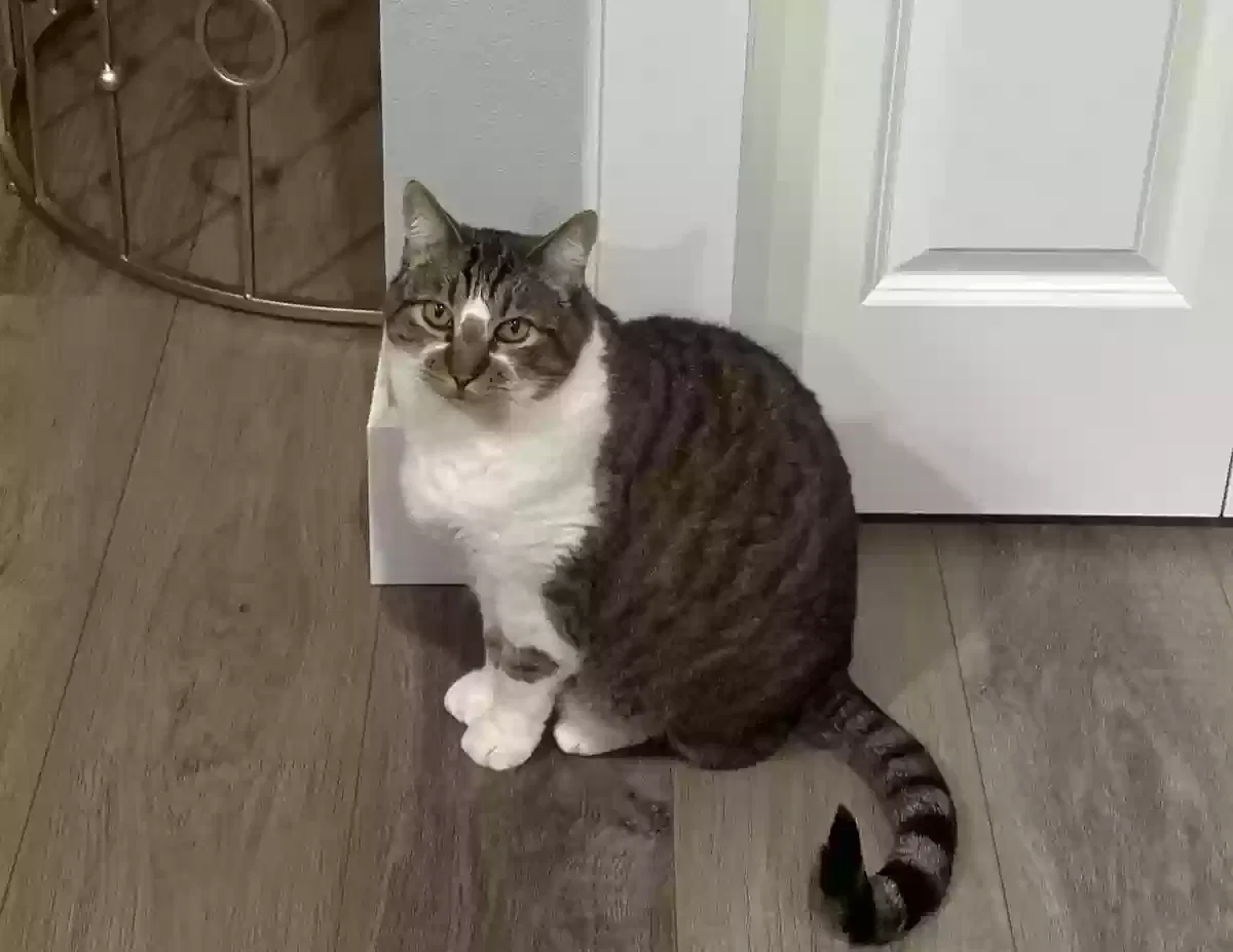 Lost cat in Tacoma, WA, 98424