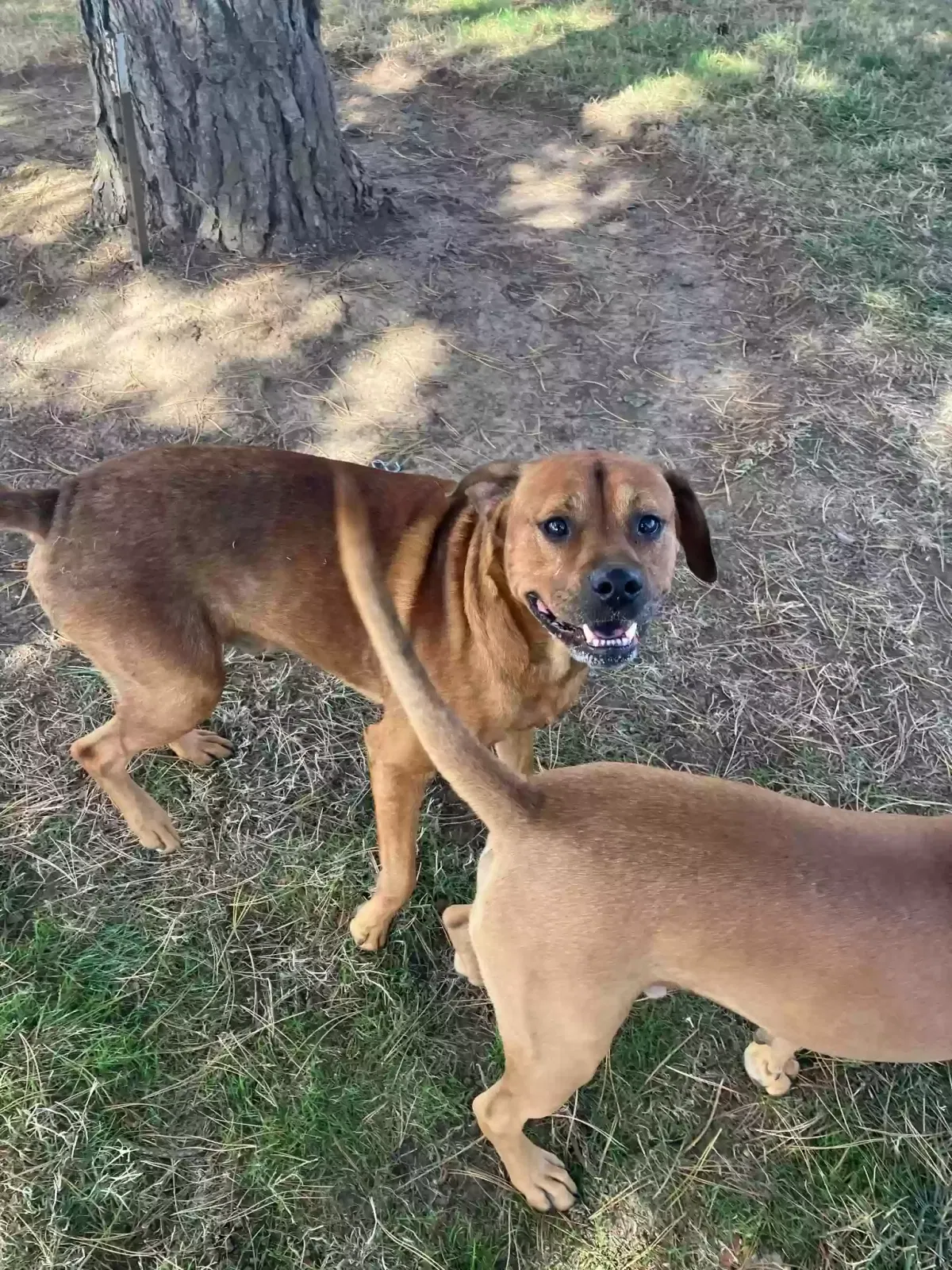Lost dog in Salem, OR, 97305